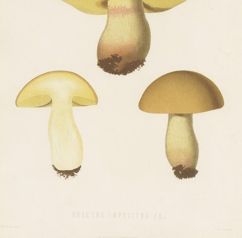 Antique Mycology Print of Hemileccinum Impolitum by E.M. Fries, circa 1860, view 4