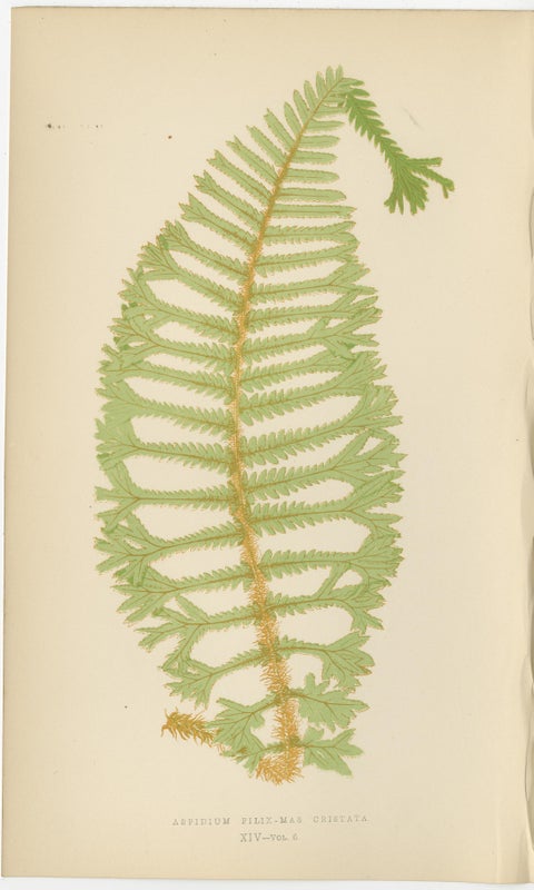 Antique Hand-Colored Fern Prints, Aspidium Filix-Mas Series, Botanical Art 1868, view 3