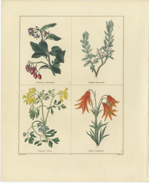 Hand-Colored Floral Engravings, Pair of 1828 Botanical Prints, London, view 2