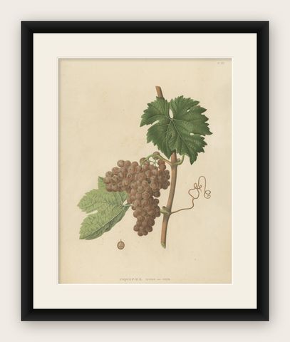 Rare Original Antique Lithograph of the Piquepoul Rose our Gris Variety, 1890, shown framed