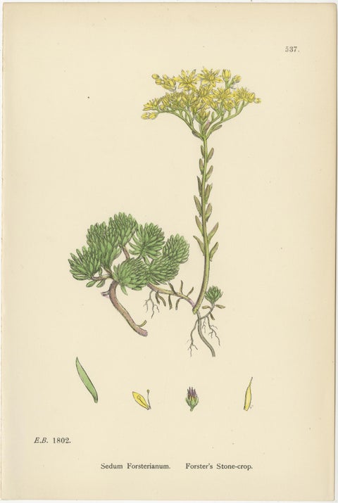 Botanical Engravings of Rock and Forster’s Stone-Crop with House-Leek, 1902, view 3