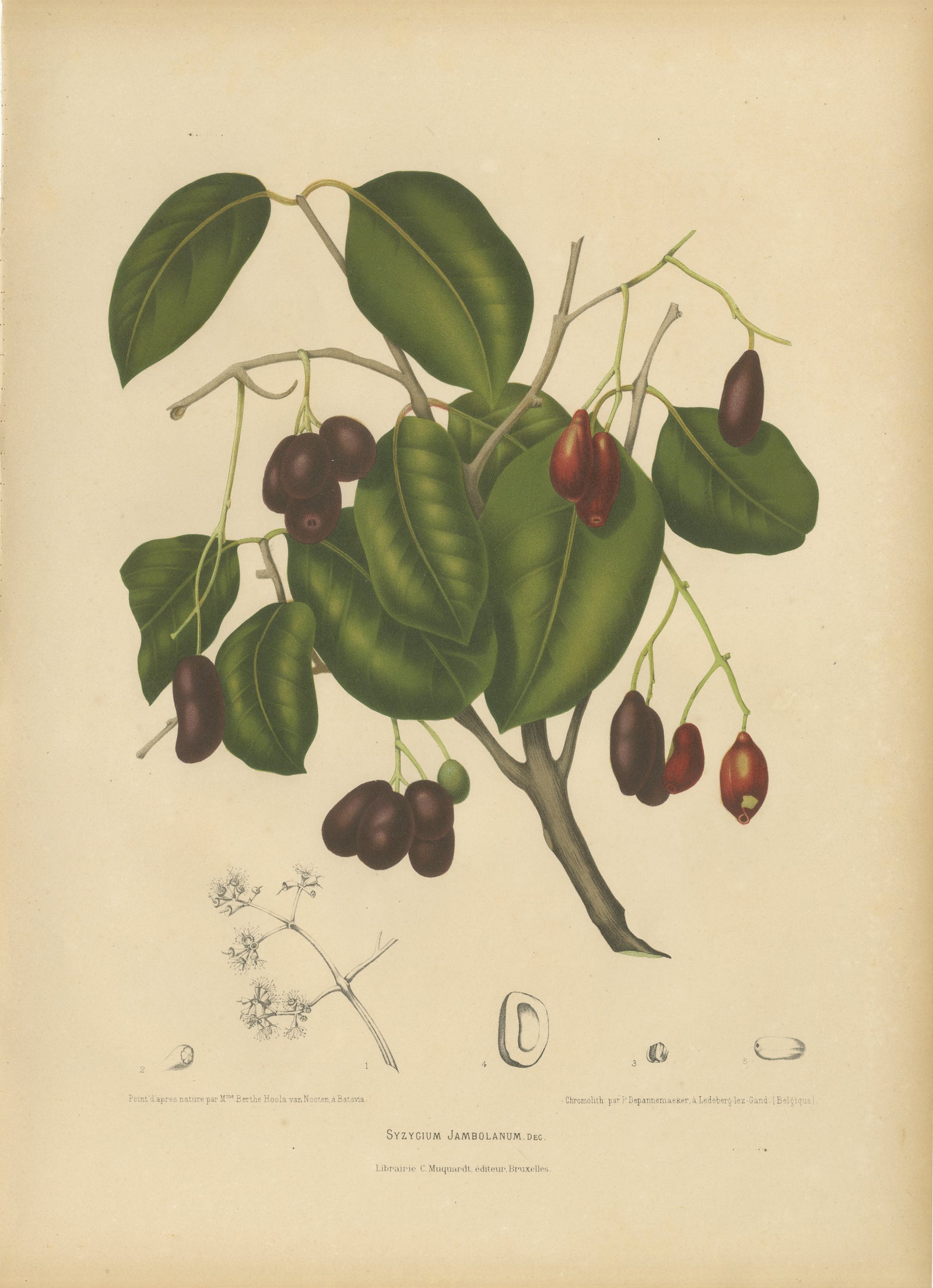 Antique Java Plum Botanical Chromolithograph by Hoola van Nooten, c. 1880