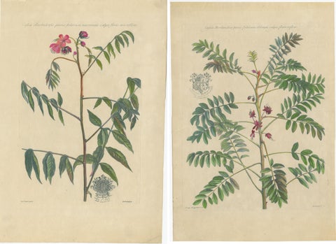Set, Cassia Barbadensis & Marilandica, Botanical Prints by John Martyn c.1728, view 4
