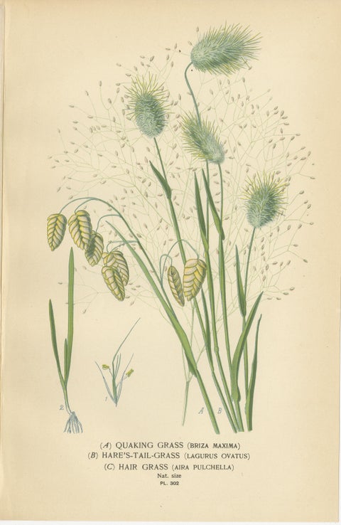 Antique Botanical Prints of Feather, Ribbon & Quaking Grasses, c.1897, view 4