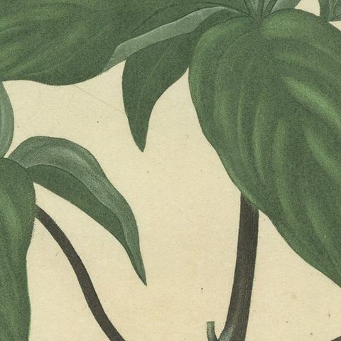 Floral Elegance of the Americas: A Botanical Print of a Spigelia Species, c.1821, close-up 4
