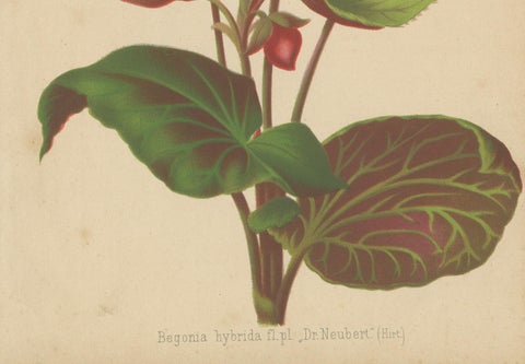 Hybrid Begonia Botanical Illustration by Louis van Houtte, 19th Century, close-up 3