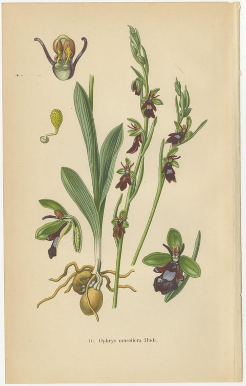 Orchid Variations: A Study of Ophrys Species in 1904 Illustrations, view 3