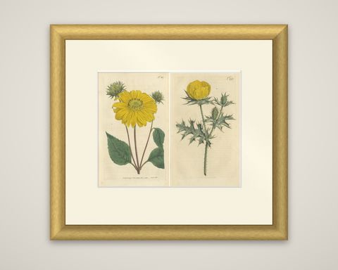 Set of 2 Antique Botany Prints, Prickly Poppy, Perennial Sunflower, shown framed