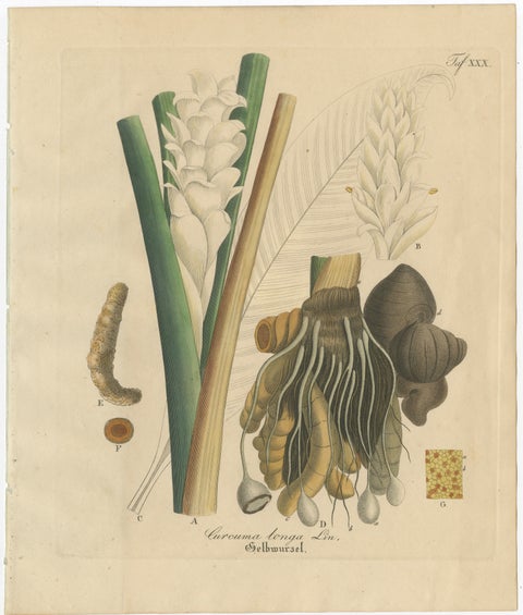 Antique Turmeric Botanical Print, Curcuma Longa, Hand Colored, c.1831, view 2