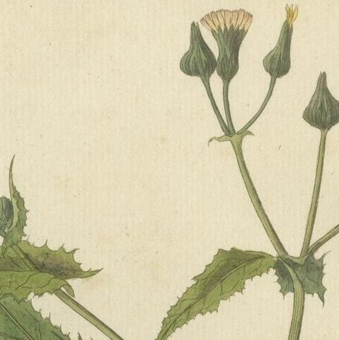Botanical Illustration of Sonchus Oleraceus or Common Sow Thistle, 1822, close-up 4