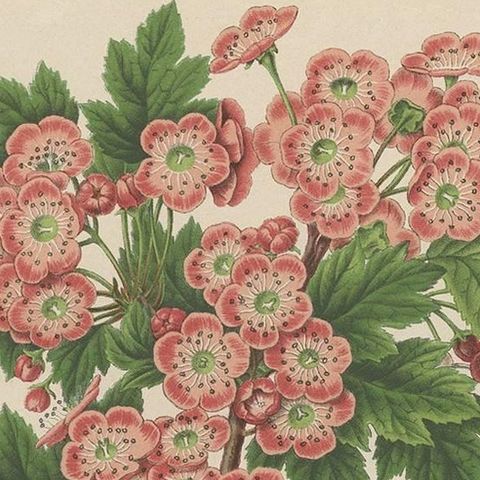 Antique Plant Print of the Crataegus Oxyacantha by G. Severeyns, 1879, close-up 1