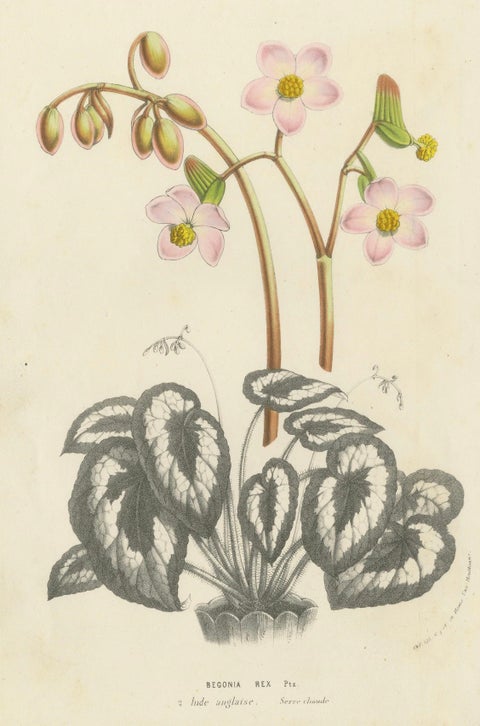 Botanical Illustration of Begonia Rex with Flowers, 1854-1855 Lithograph Print, close-up 3