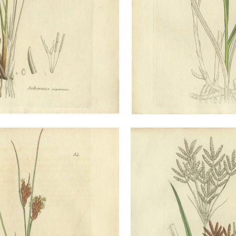 Set of 8 Antique Botanical Engravings of Sedges, Rushes and Wetland Plants, 1830, close-up 2