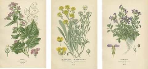 Verdant Vintage: A Triptych from Edward Step's Botanical Compendium, 1896, view 2