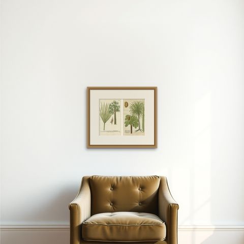 Set of 2 Botany Prints of the European Fan Palm and Copernicia Prunifera, c.1740, shown framed on a wall, true to size