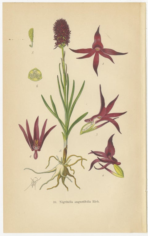 Nigritella Nuances: Botanical Portraits of Alpine Orchids from 1904, view 4