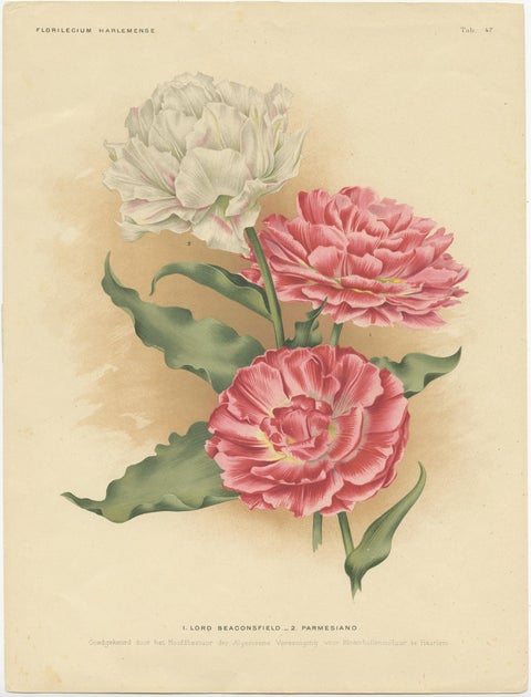 Charles Dickens & Obelisque Hyacinths, Set of Two Florilegium Prints c.1900, view 2