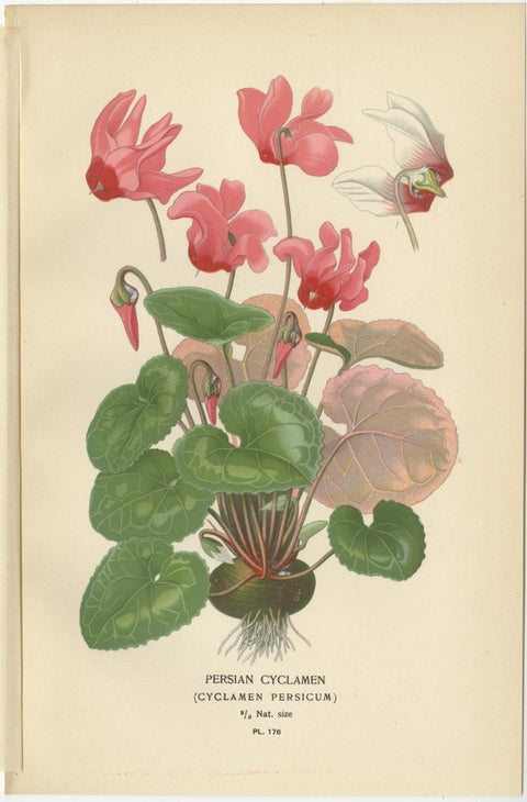 1897 Original Antique Botanical Prints, Persian Cyclamen and Jasmine, view 2