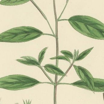 Hand-Colored Botanical Engravings of Willow-Herb Varieties, 1902, close-up 1