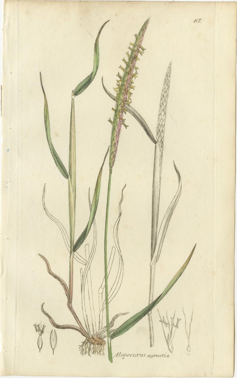 Set of 8 Antique Engravings of Meadow Grasses: Timothy & Foxtail, c.1830, view 8