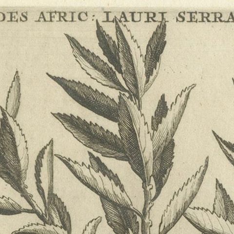 Botanical Engraving of Alaternoides Afric Lauri Serratae from Commelin, 1706, close-up 4