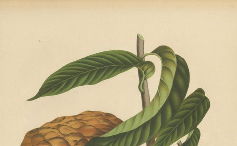 Antique Bullock's Heart Botanical Chromolithograph by Hoola van Nooten, c. 1880, close-up 3