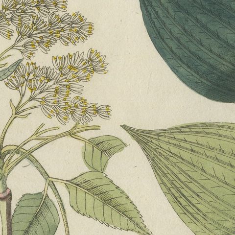 Manna Ash and Sarsaparilla Medicinal Plants, Antique Bertuch Print, circa 1805, close-up 5