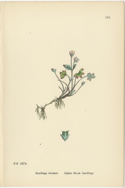 Hand-Colored Botanical Engravings of Yellow and Alpine Saxifrages, 1902, view 4