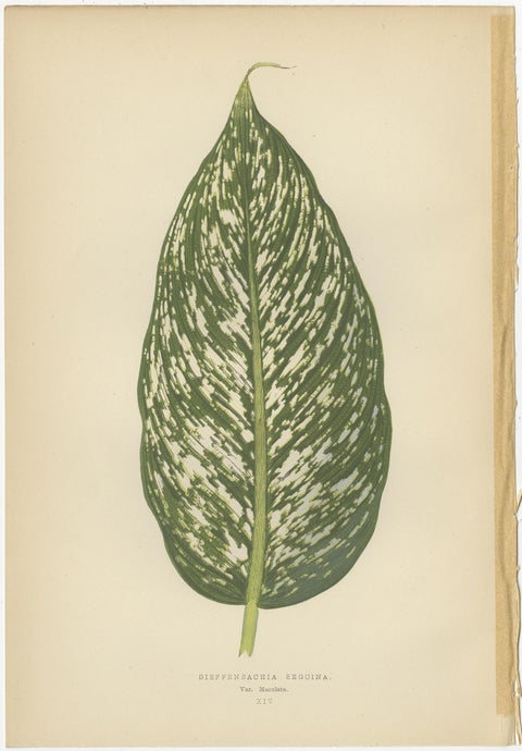 Set of 8 Botany Prints, Begonia Rex, Cissus Discolor '1891', view 6