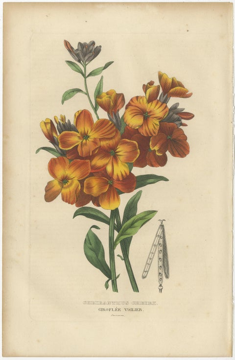 Floral Elegance: A Collection of Hand-Colored Engravings from 1845, view 4