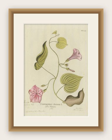 Convolvulus Batatas Botanical Engraving, Icones Plantarum Medicinalium, 1788, shown framed