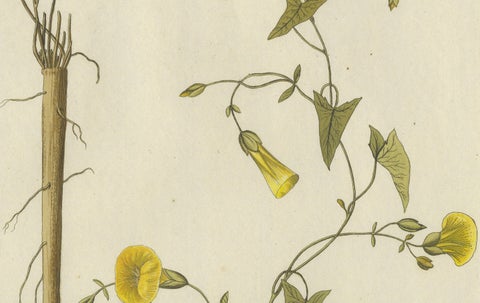 Vintage Scammony Vine Engraving, Icones Plantarum Medicinalium, 1788, close-up 2