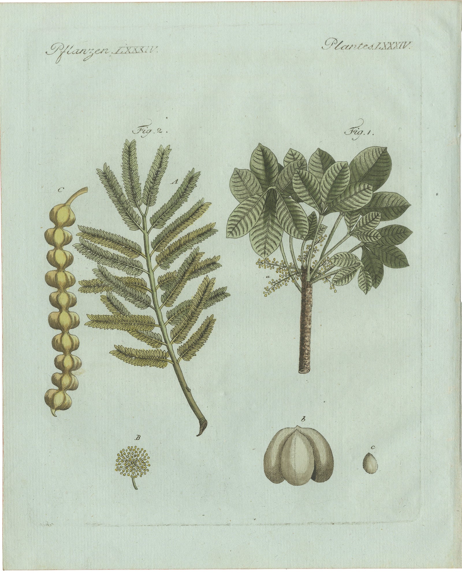 Original Antique Botanical Print of Manna Ash and Sarsaparilla by Bertuch, 1805