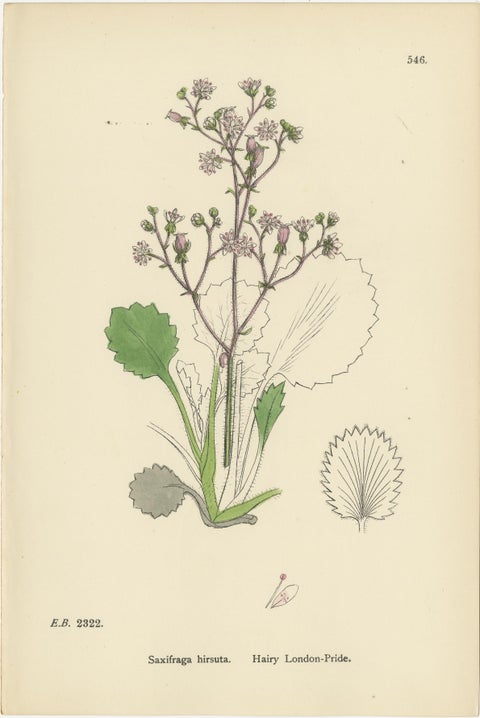 Hand-Colored Botanical Engravings of London-Pride and Its Varieties, 1902, view 3