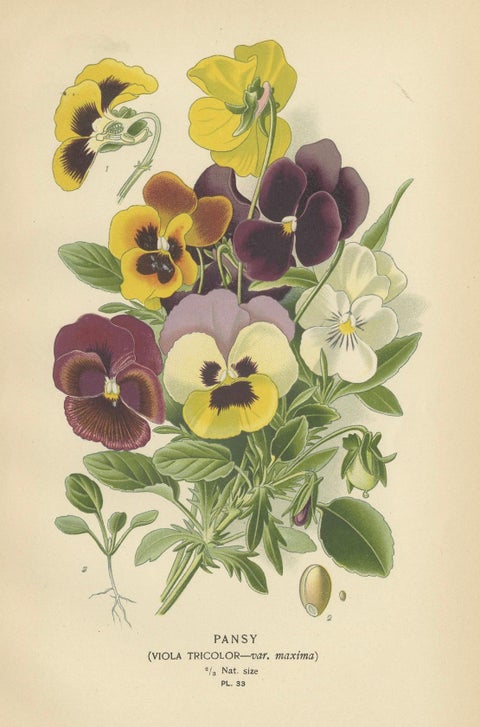 Victorian Vivids: A Floral Collection from Edward Step's Masterworks, 1896, close-up 3