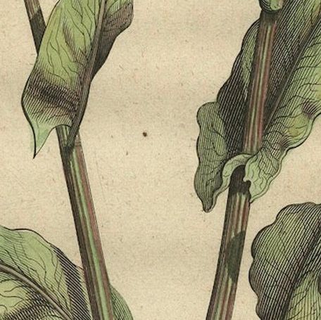 Botanical Illustration of Large Spanish Sorrel (Acetosa Hispanica Maxima), 1696, close-up 6