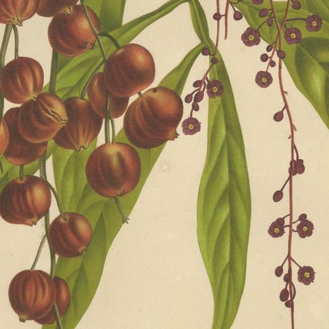 Original Antique Winged Lychee Botanical Print by Hoola van Nooten, 1880, close-up 6