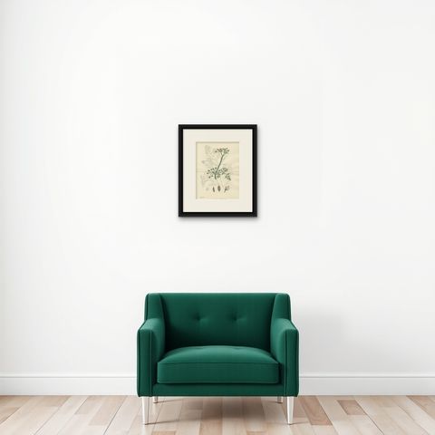 Antique British Botanical Print of River Water-Dropwort, Hand-Colored, c.1902, shown framed on a wall, true to size
