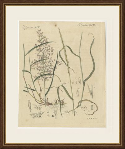 Two Grasses with Flower Details, Antique Bertuch Print, circa 1818, shown framed