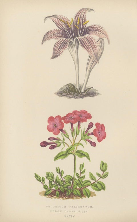 Alpine Botanical Lithograph Pair of Arctic Bramble and Spring Gentian, 1874, close-up 2