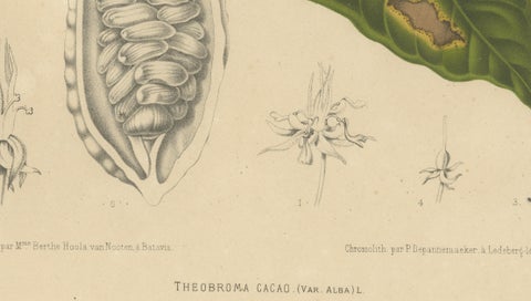 Antique White Cacao Botanical Chromolithograph by Hoola van Nooten, c. 1880, close-up 6