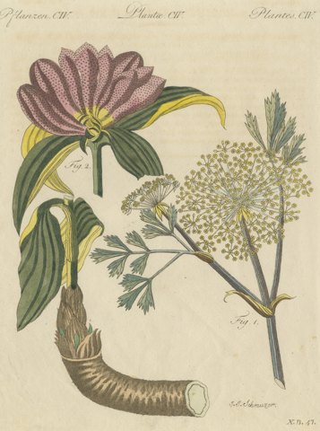 Galbanum and Hungarian Gentian, Antique Bertuch Print, circa 1805