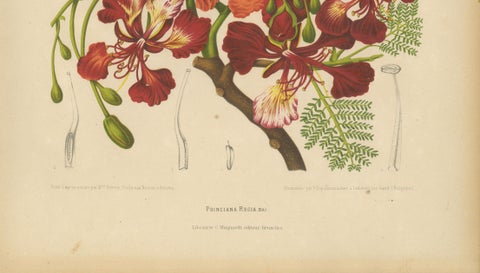 Antique Royal Poinciana Botanical Chromolithograph by Hoola van Nooten, c. 1880, close-up 6