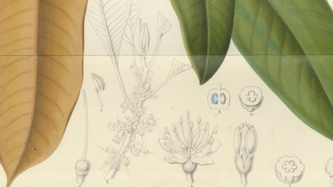 Antique Botanical Lithograph, Isonandra Gutta Percha Plant, de Vriese, 1856, close-up 4