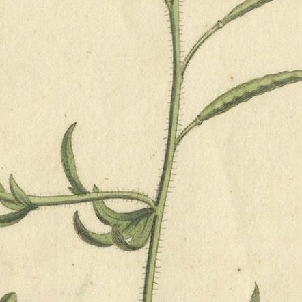 Exquisite 1800 Blue Wildflower Botanical Engraving, A Rare Floral Masterpiece, close-up 5
