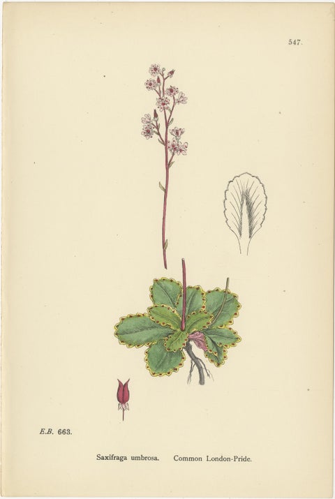 Hand-Colored Botanical Engravings of London-Pride and Its Varieties, 1902, view 4