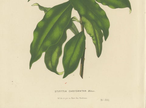Golden Fleece: Old Vibrant Botanical Illustration from Van Houtte's Collection, close-up 1