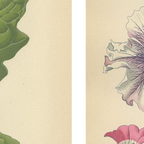 1897 Decorative Old Botanical Prints, Datura Sanguinea and Hybrid Petunias, close-up 2