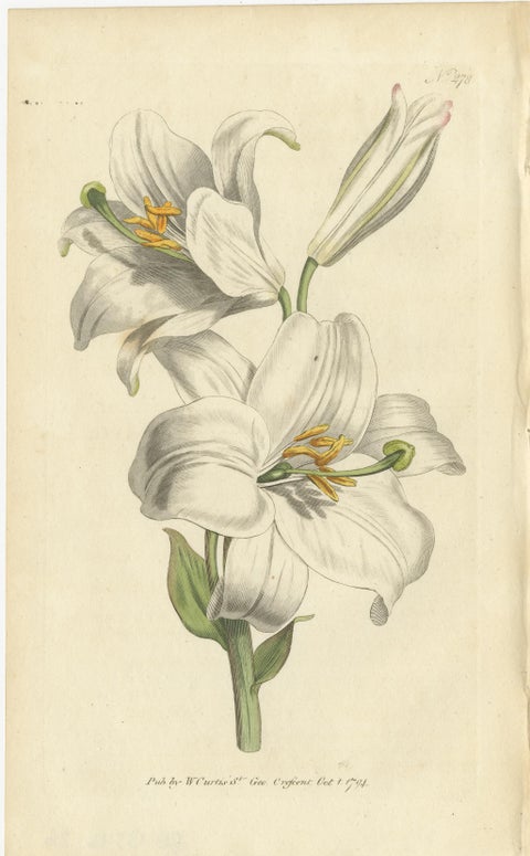 Antique Botany Print of Litium Candidum or White Lily, view 2