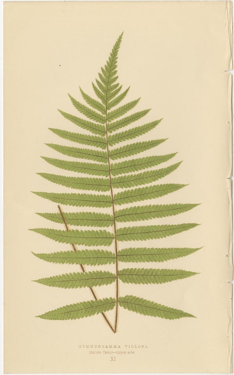 Victorian Fern Botanical Prints, Exotic Decorative Plant Studies Set 1856, view 2